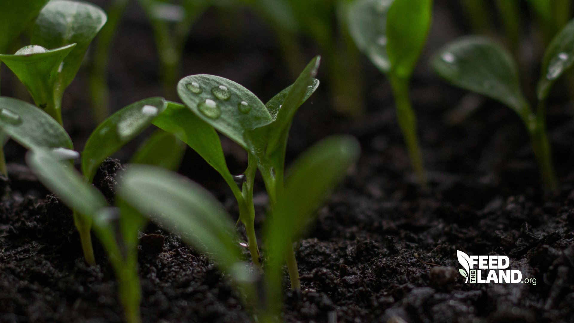 Seedlings in dark soil with the white Feed The Land logo
